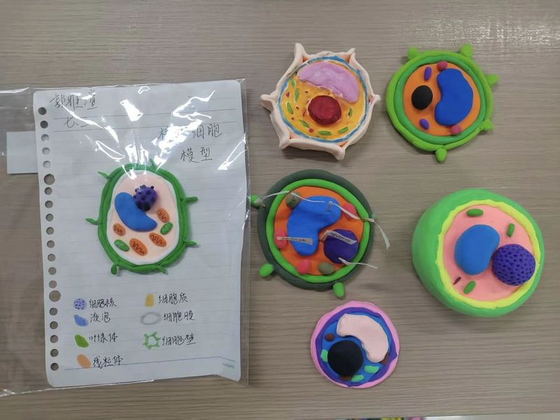 模型大作战 “筑”力寒假——新乡市第十中学生物寒假实践作业展示